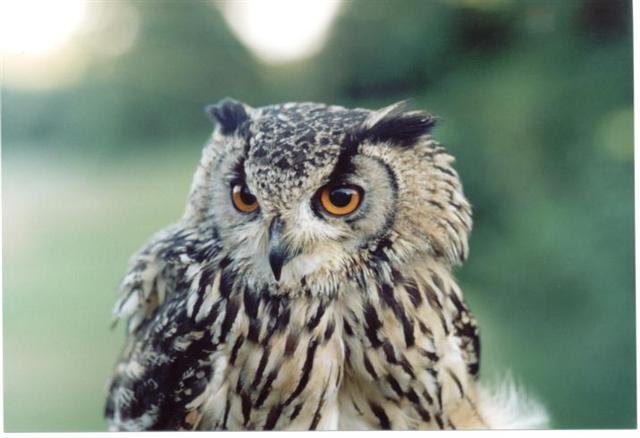 Owl