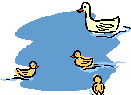 Ducks Paddling