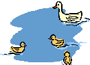 Ducks Paddling